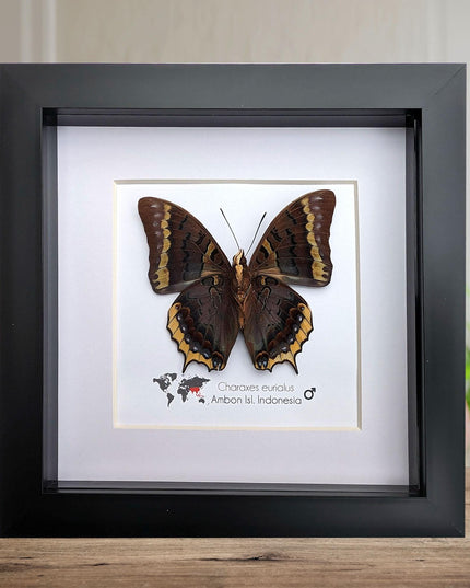 Charaxes eurialus from ambon island, indonesia, frame 6" x 6"