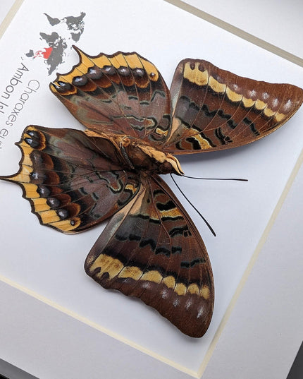 Charaxes eurialus from ambon island, indonesia, frame 6" x 6"