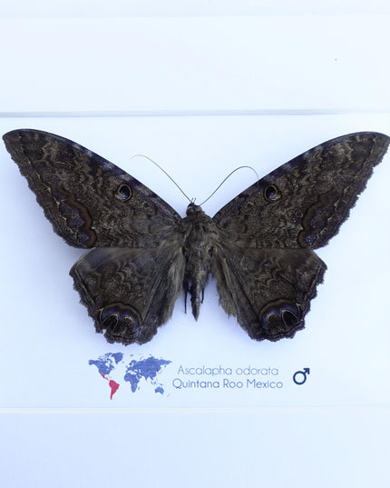 Framed Black Witch Moth, Ethically Sourced Taxidermy Display