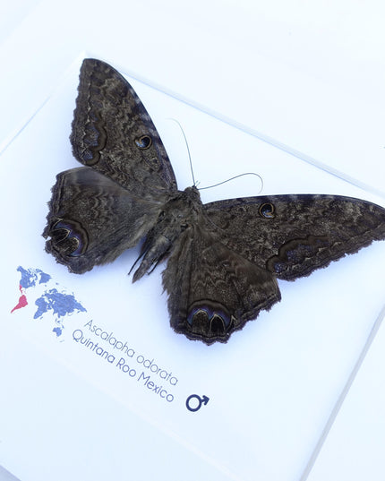 Framed Black Witch Moth, Ethically Sourced Taxidermy Display