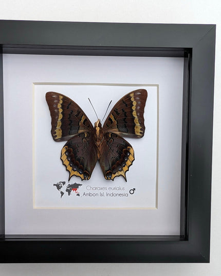 Charaxes eurialus from ambon island, indonesia, frame 6" x 6"