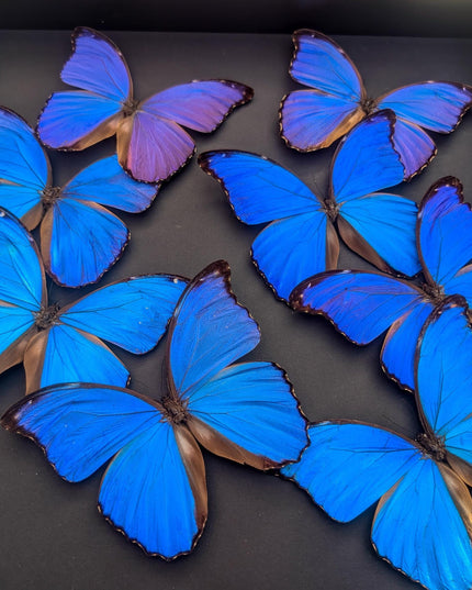 Framed Iridescent Blue Morpho Butterfly Mosaic, Ethically Sourced, 16" x 16"