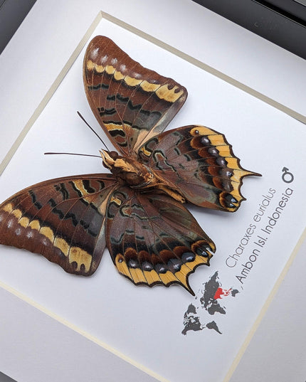 Charaxes eurialus from ambon island, indonesia, frame 6" x 6"