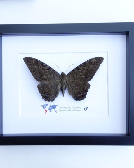 Framed Black Witch Moth, Ethically Sourced Taxidermy Display