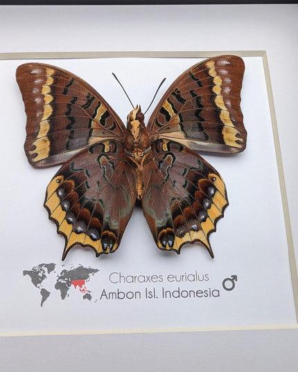 Charaxes eurialus from ambon island, indonesia, frame 6" x 6"