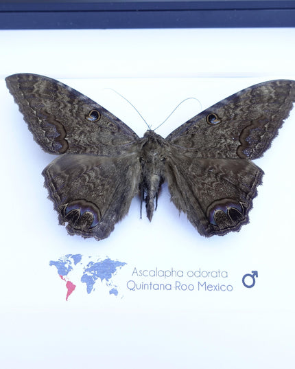 Framed Black Witch Moth, Ethically Sourced Taxidermy Display