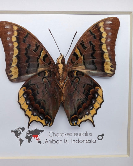 Charaxes eurialus from ambon island, indonesia, frame 6" x 6"