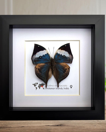 Framed Dead Leaf Butterfly Taxidermy, Ethically Sourced Entomology Wall Art