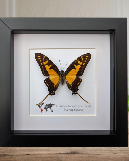 Framed Orange Swordtail Butterfly Taxidermy, Entomology Wall Decor