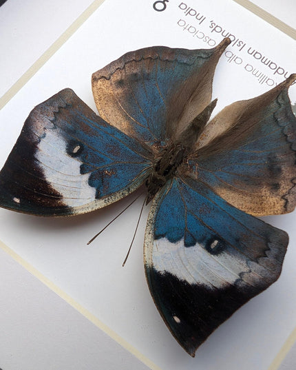 Framed Dead Leaf Butterfly Taxidermy, Ethically Sourced Entomology Wall Art