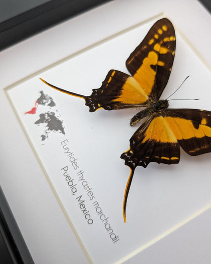 Framed Orange Swordtail Butterfly Taxidermy, Entomology Wall Decor
