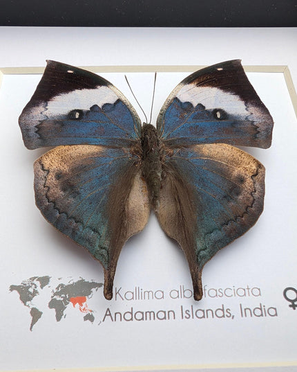 Framed Dead Leaf Butterfly Taxidermy, Ethically Sourced Entomology Wall Art