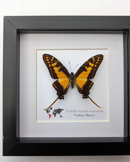 Framed Orange Swordtail Butterfly Taxidermy, Entomology Wall Decor