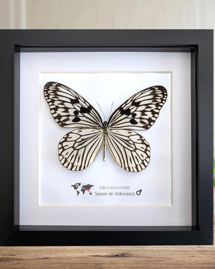 Framed paper kite butterfly: black and white insect art (8x8)