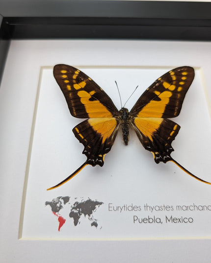 Framed Orange Swordtail Butterfly Taxidermy, Entomology Wall Decor