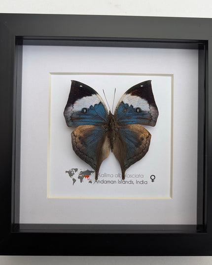 Framed Dead Leaf Butterfly Taxidermy, Ethically Sourced Entomology Wall Art