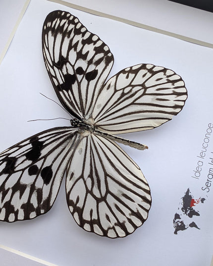 Framed paper kite butterfly: black and white insect art (8x8)