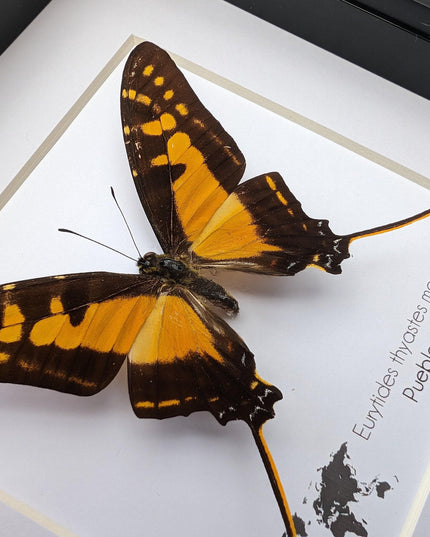 Framed Orange Swordtail Butterfly Taxidermy, Entomology Wall Decor