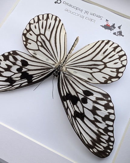 Framed paper kite butterfly: black and white insect art (8x8)