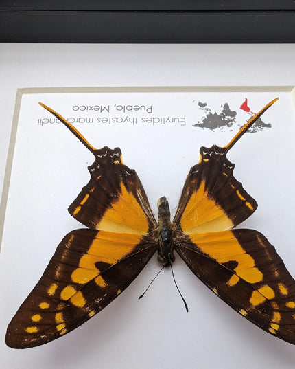 Framed Orange Swordtail Butterfly Taxidermy, Entomology Wall Decor
