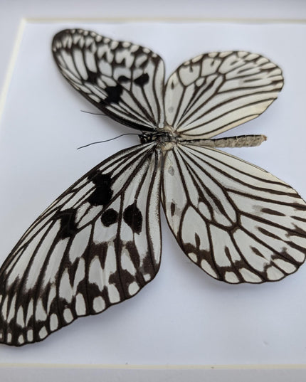Framed paper kite butterfly: black and white insect art (8x8)
