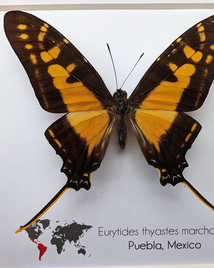 Framed Orange Swordtail Butterfly Taxidermy, Entomology Wall Decor