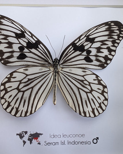 Framed paper kite butterfly: black and white insect art (8x8)