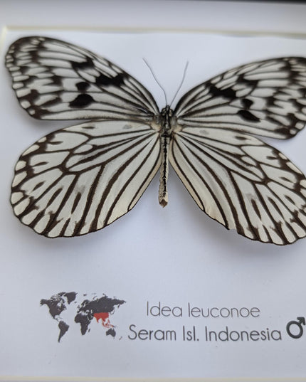 Framed paper kite butterfly: black and white insect art (8x8)