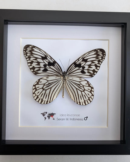 Framed paper kite butterfly: black and white insect art (8x8)