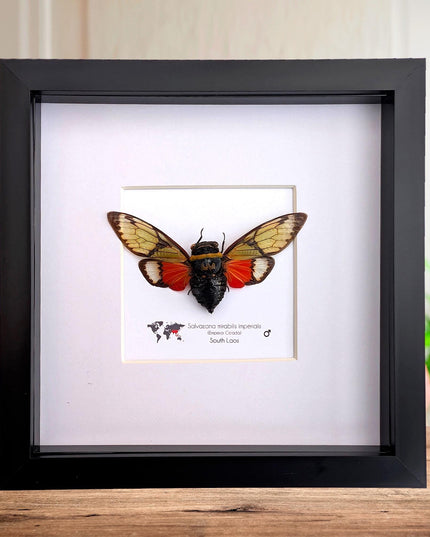 Framed Imperial Cicada, Salvazana mirabilis imperiabilis, Laos Taxidermy, 8x8 Nature Art