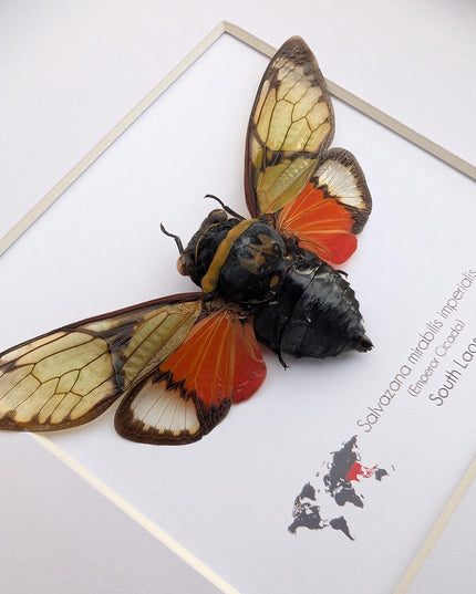 Framed Imperial Cicada, Salvazana mirabilis imperiabilis, Laos Taxidermy, 8x8 Nature Art