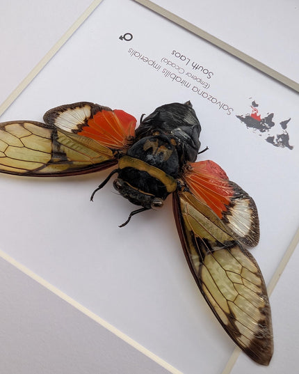Framed Imperial Cicada, Salvazana mirabilis imperiabilis, Laos Taxidermy, 8x8 Nature Art
