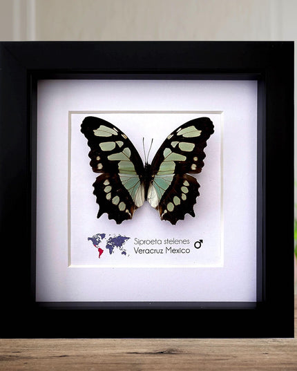 Framed malachite butterfly taxidermy: siproeta stelenes entomology wall art
