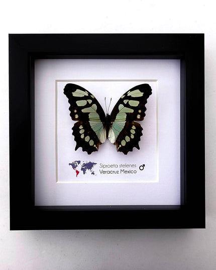 Framed malachite butterfly taxidermy: siproeta stelenes entomology wall art