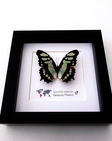 Framed malachite butterfly taxidermy: siproeta stelenes entomology wall art
