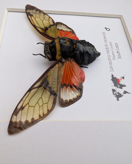 Framed Imperial Cicada, Salvazana mirabilis imperiabilis, Laos Taxidermy, 8x8 Nature Art