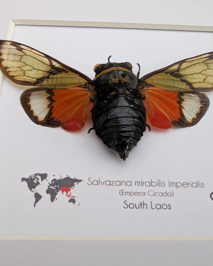 Framed Imperial Cicada, Salvazana mirabilis imperiabilis, Laos Taxidermy, 8x8 Nature Art