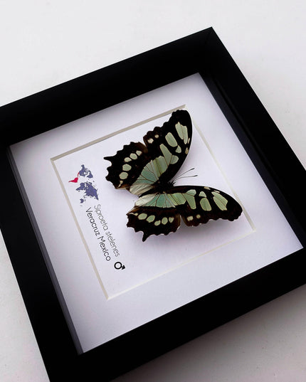 Framed malachite butterfly taxidermy: siproeta stelenes entomology wall art
