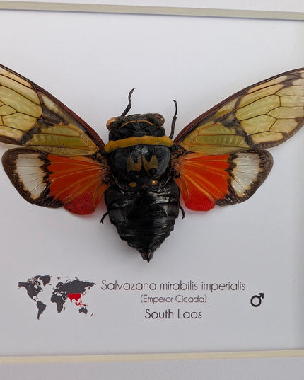 Framed Imperial Cicada, Salvazana mirabilis imperiabilis, Laos Taxidermy, 8x8 Nature Art