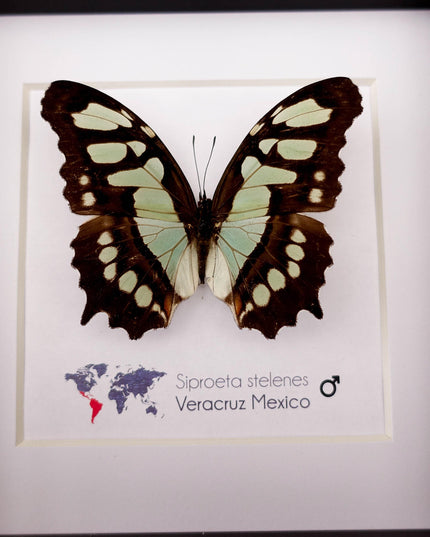 Framed malachite butterfly taxidermy: siproeta stelenes entomology wall art