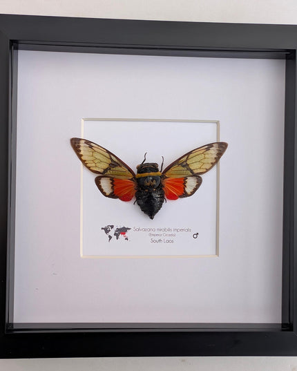 Framed Imperial Cicada, Salvazana mirabilis imperiabilis, Laos Taxidermy, 8x8 Nature Art