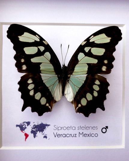 Framed malachite butterfly taxidermy: siproeta stelenes entomology wall art