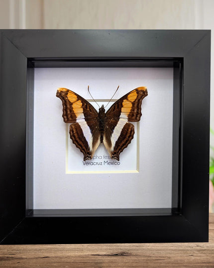 Framed Taxidermy Butterfly, Band-Celled Sister, Entomology Display, 4x4
