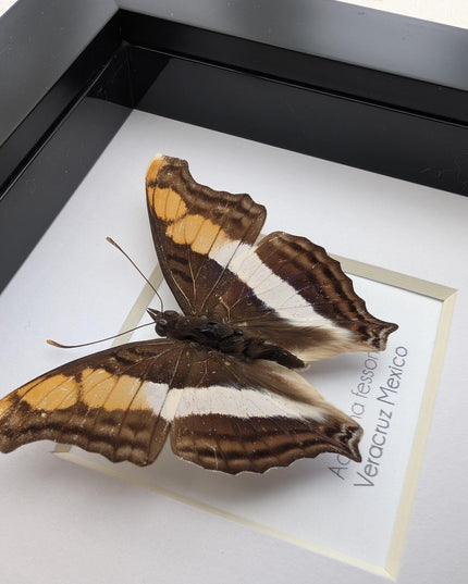 Framed Taxidermy Butterfly, Band-Celled Sister, Entomology Display, 4x4