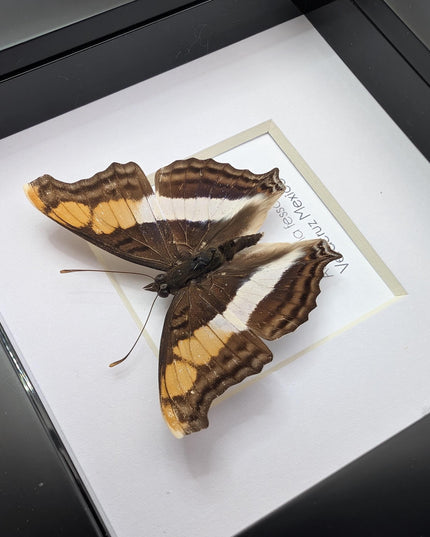 Framed Taxidermy Butterfly, Band-Celled Sister, Entomology Display, 4x4