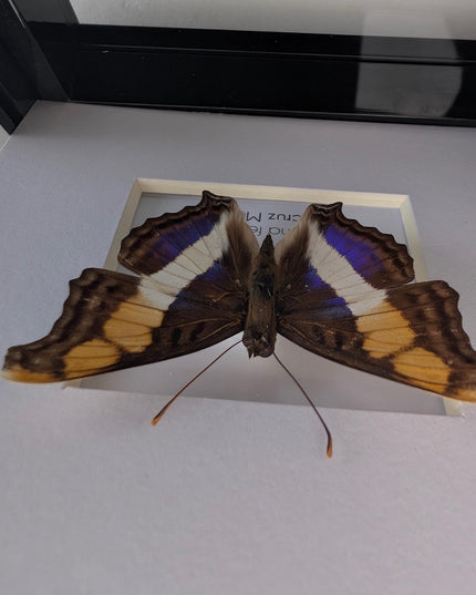 Framed Taxidermy Butterfly, Band-Celled Sister, Entomology Display, 4x4