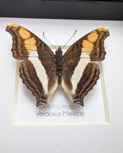 Framed Taxidermy Butterfly, Band-Celled Sister, Entomology Display, 4x4