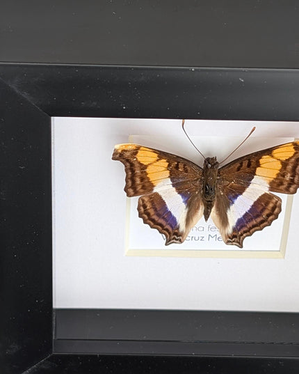 Framed Taxidermy Butterfly, Band-Celled Sister, Entomology Display, 4x4