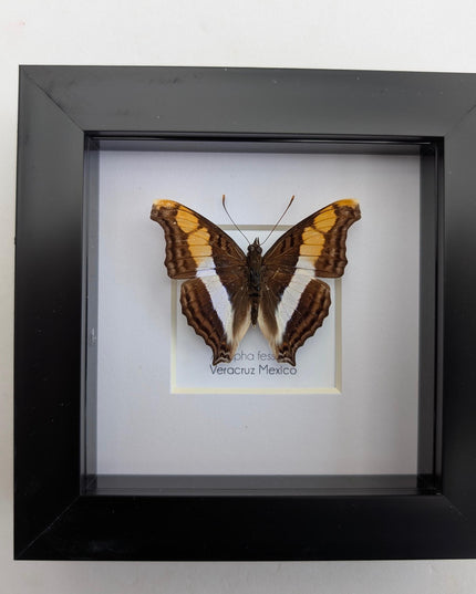 Framed Taxidermy Butterfly, Band-Celled Sister, Entomology Display, 4x4