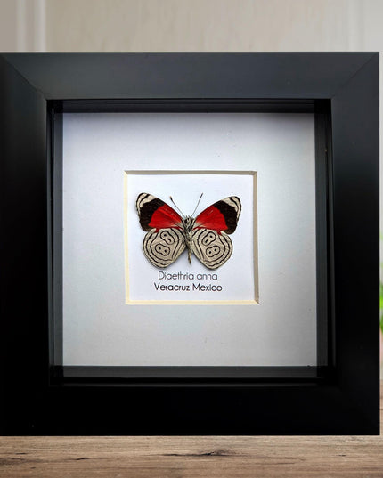 Diaethria anna, anna's eighty-eight,  from mexico, frame 4" x 4"